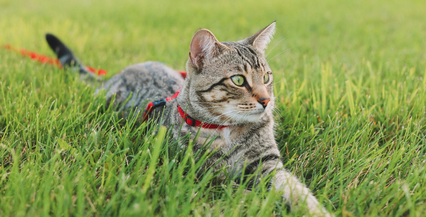 Eine Katze liegt im Gras.