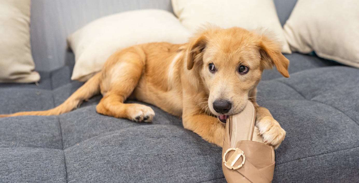 Ein Hund zerkaut einen Schuh auf dem Sofa.