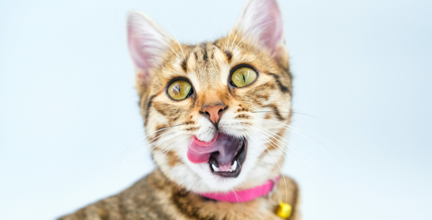 Eine Katze schleckt sich das Maul.