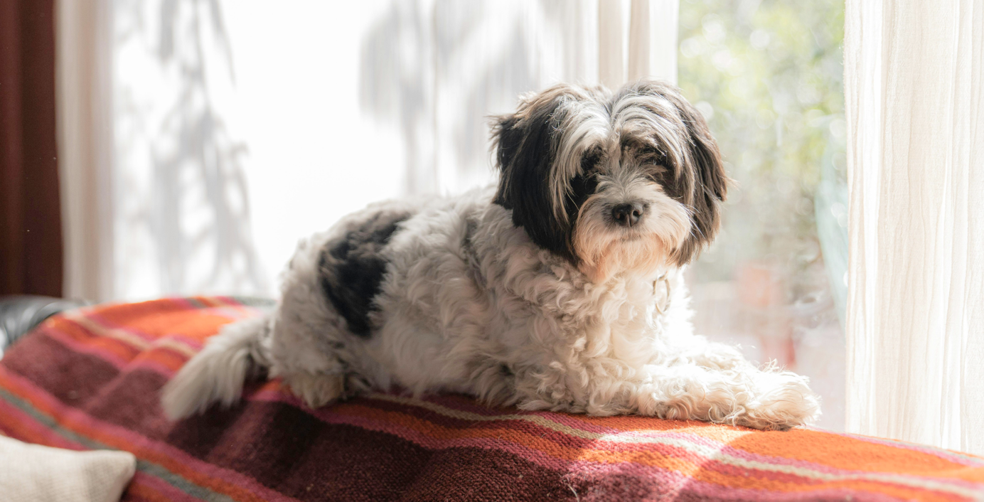 Ein Hund liegt auf einer Sofalehne.
