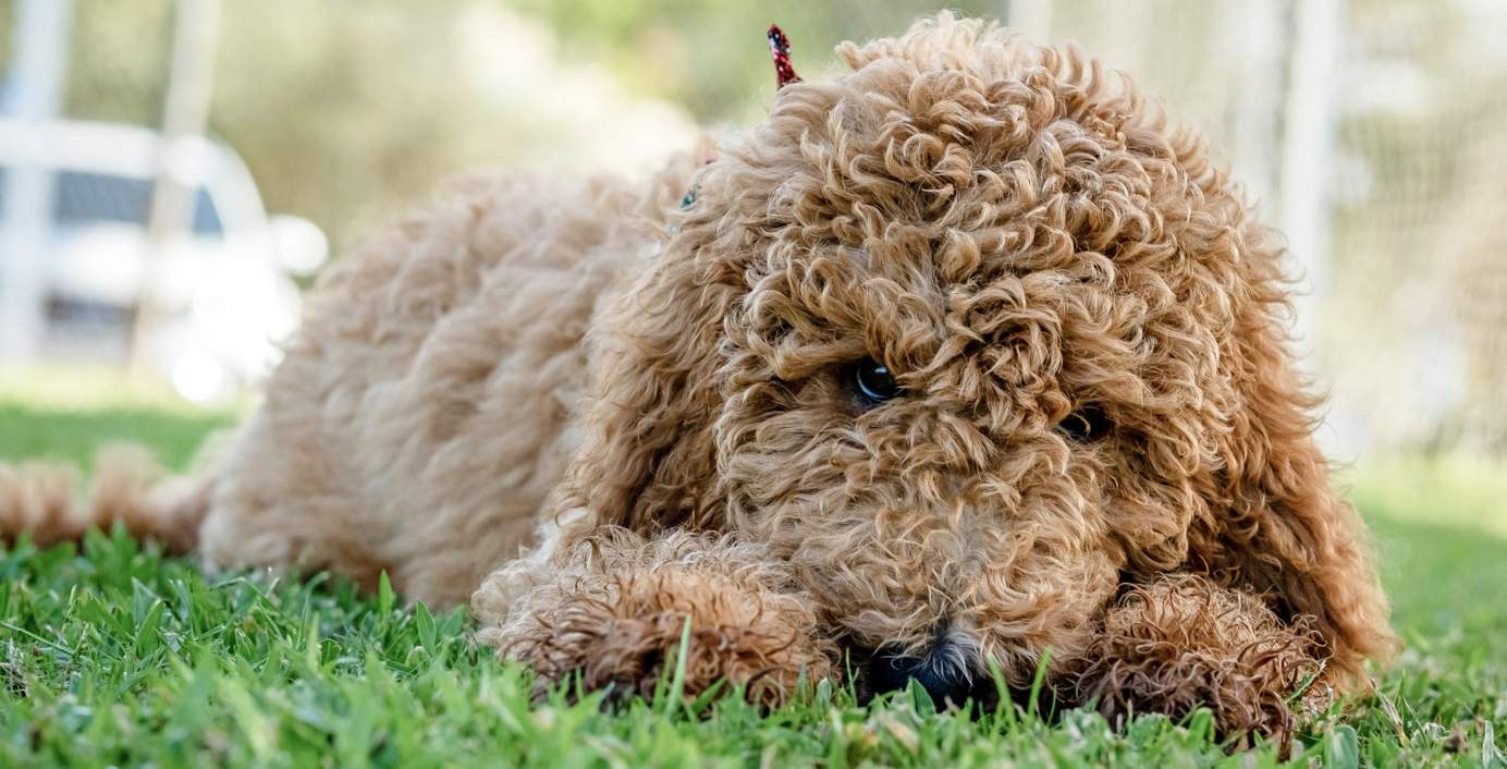 Ein Pudel liegt im Gras.