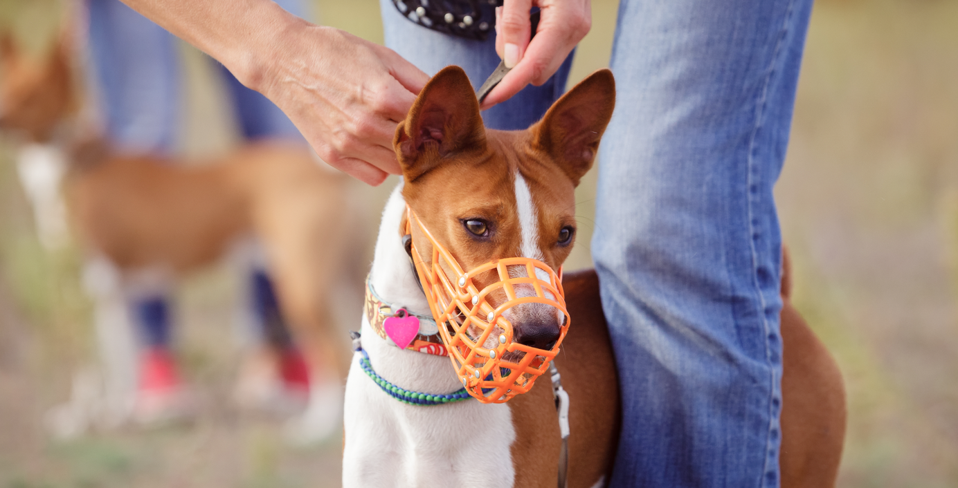 Hund trägt Maulkorb im Park.