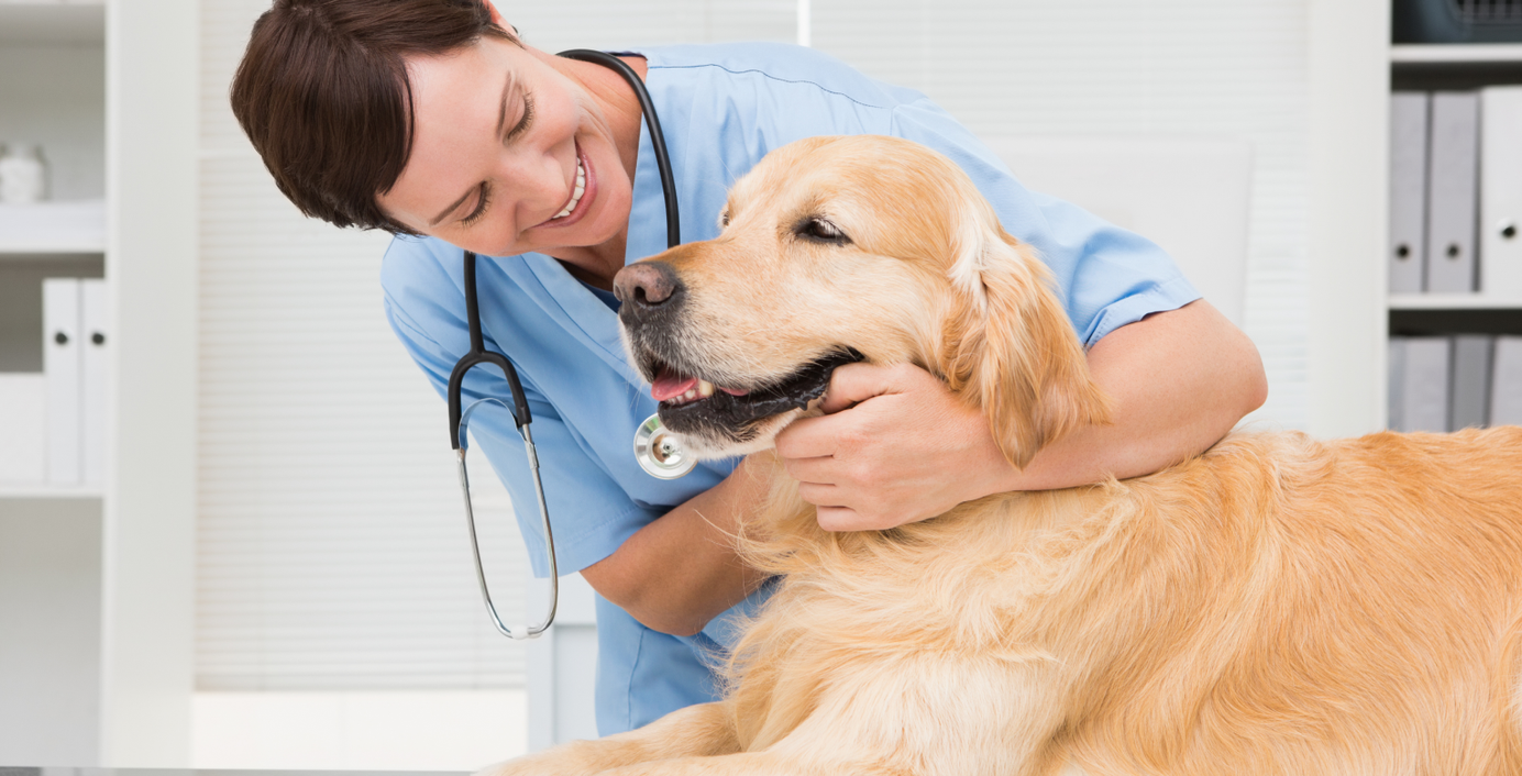 Ein Hund wird beim Tierarzt untersucht.