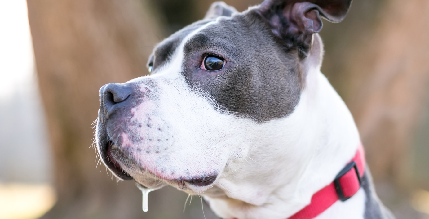 Hund mit Speichel am Maul.