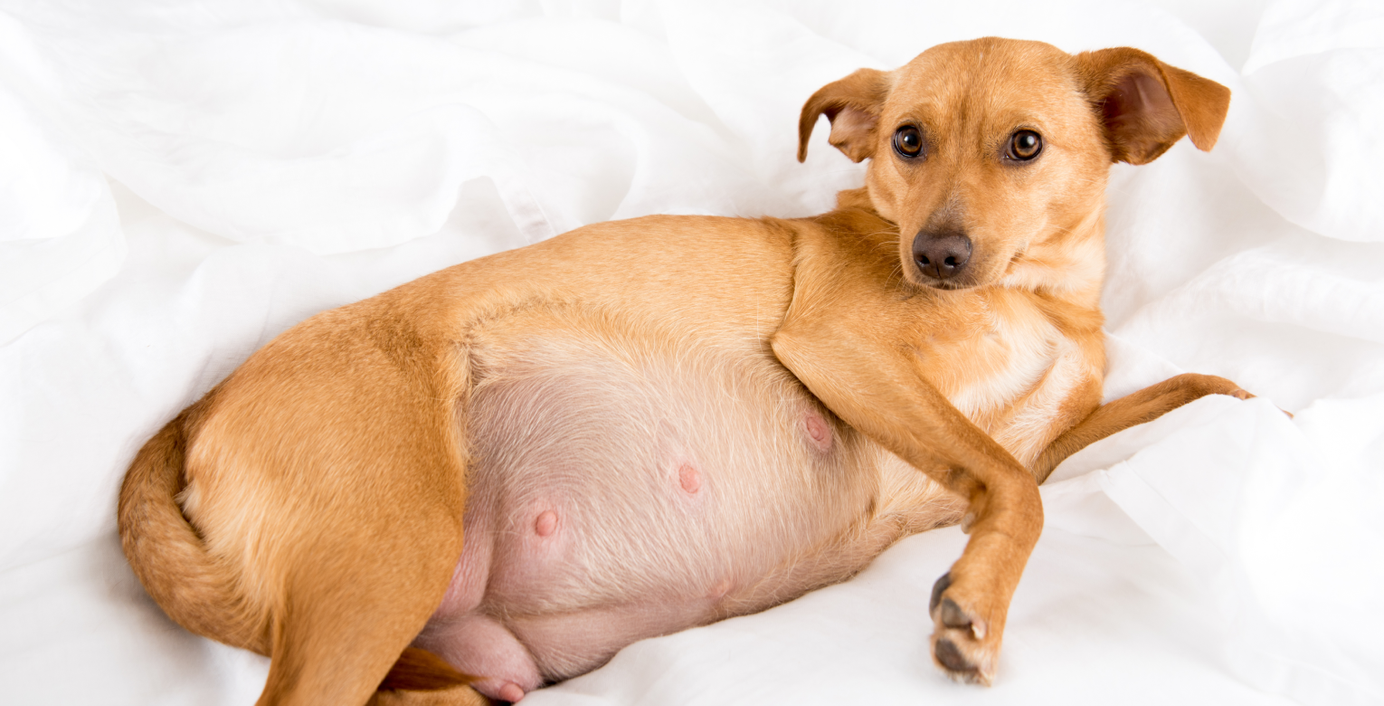 Eine trächtige Hündin liegt auf einem Bett.