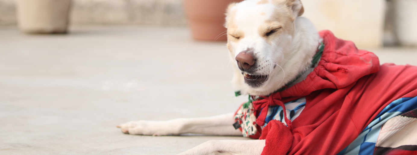 Ein Hund muss niesen.