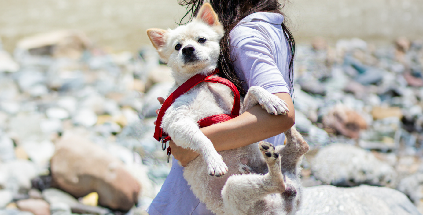 Hund mit rotem Geschirr auf dem Arm seines Frauchens.