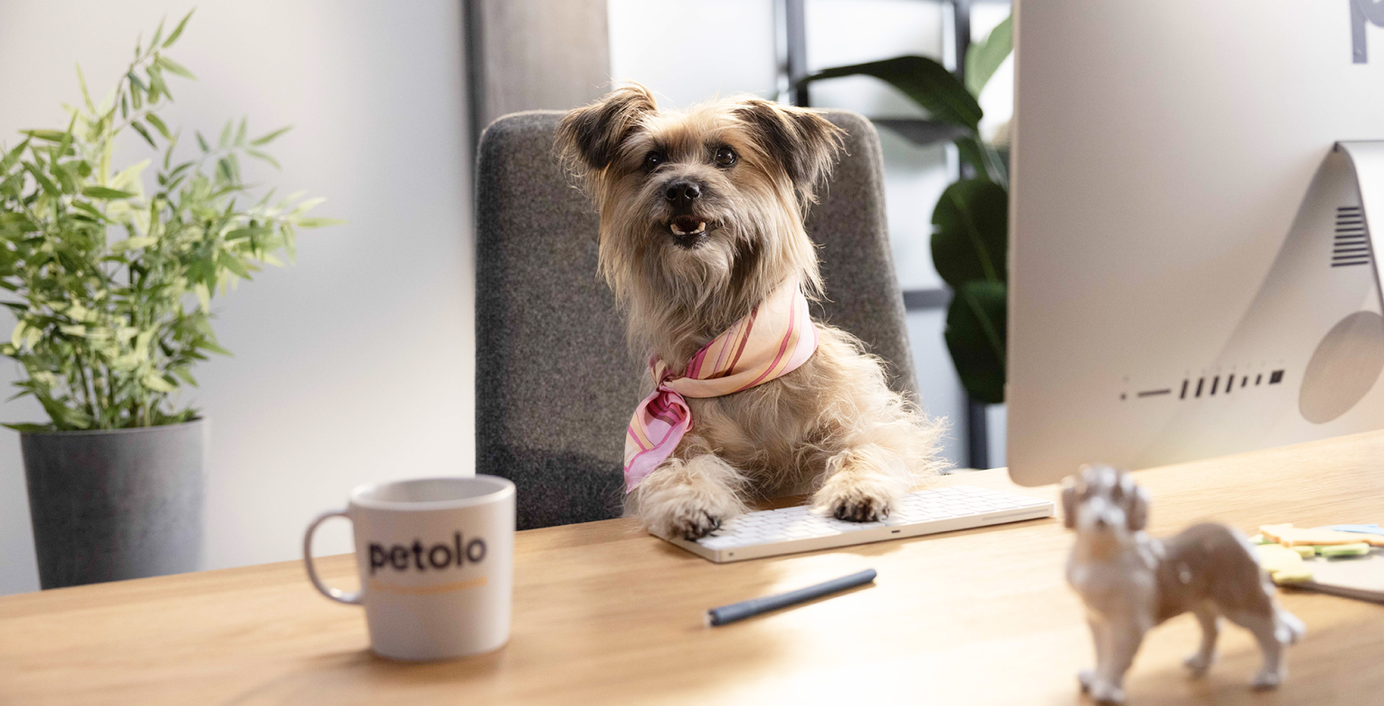 Das petolo BeraTier Uschi sitzt an ihrem Schreibtisch.