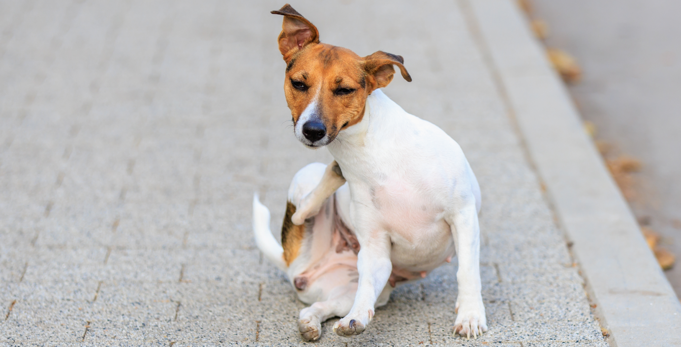 Ein Hund kratzt sich.
