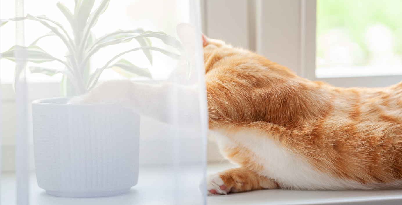 Eine Katze spielt mit einem Blumentopf.