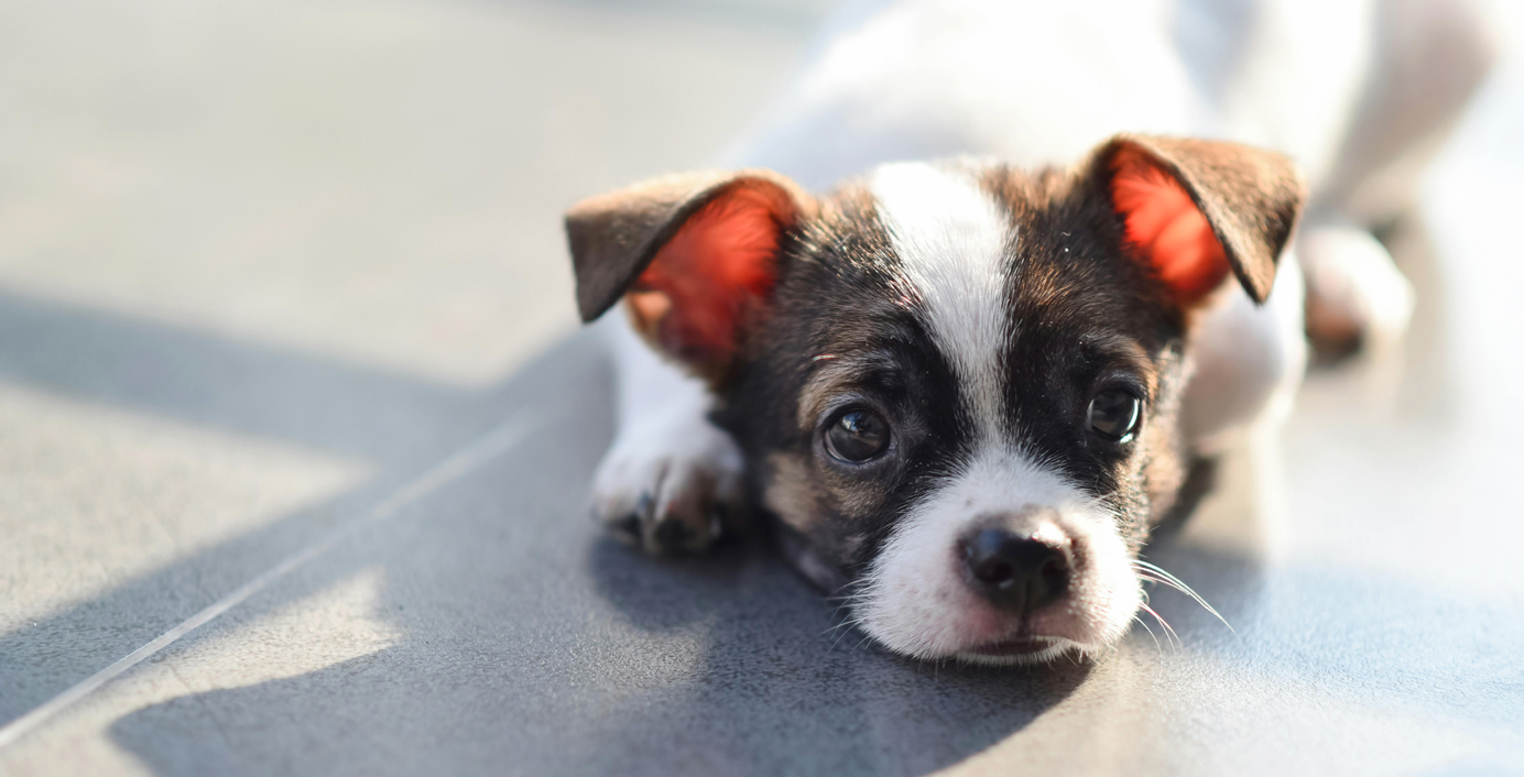 Ein Welpe liegt auf dem Boden.