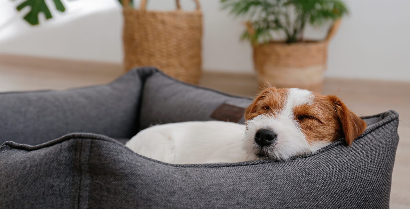Ein kleiner Hund schläft in seinem Körbchen.