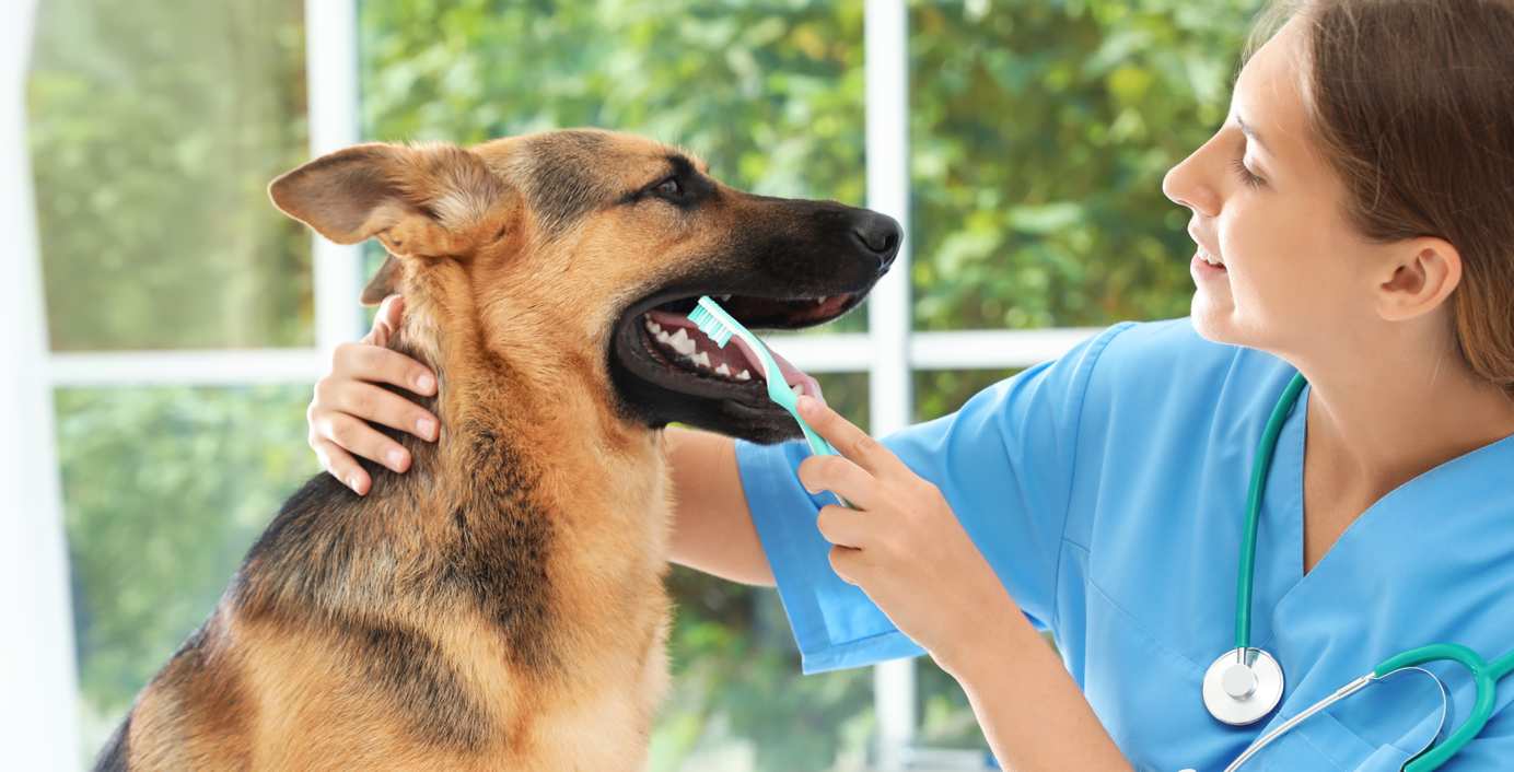 Ein Schäferhund bekommt seine Zähne geputzt.
