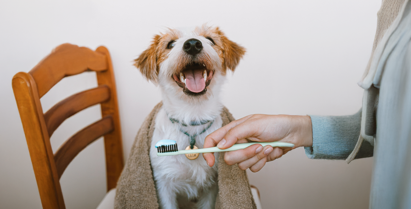 Ein Hund bekommt seine Zähne geputzt.