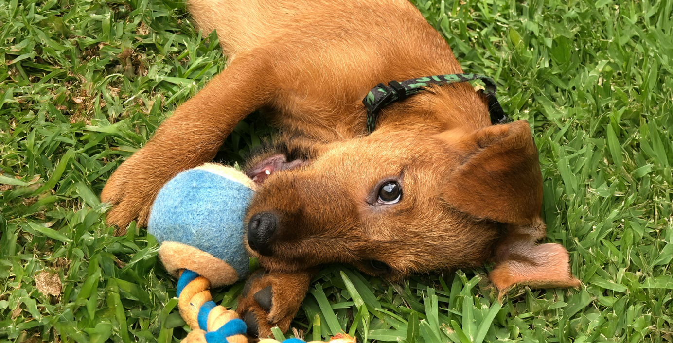 Ein kleiner Welpe spielt auf einer Wiese.