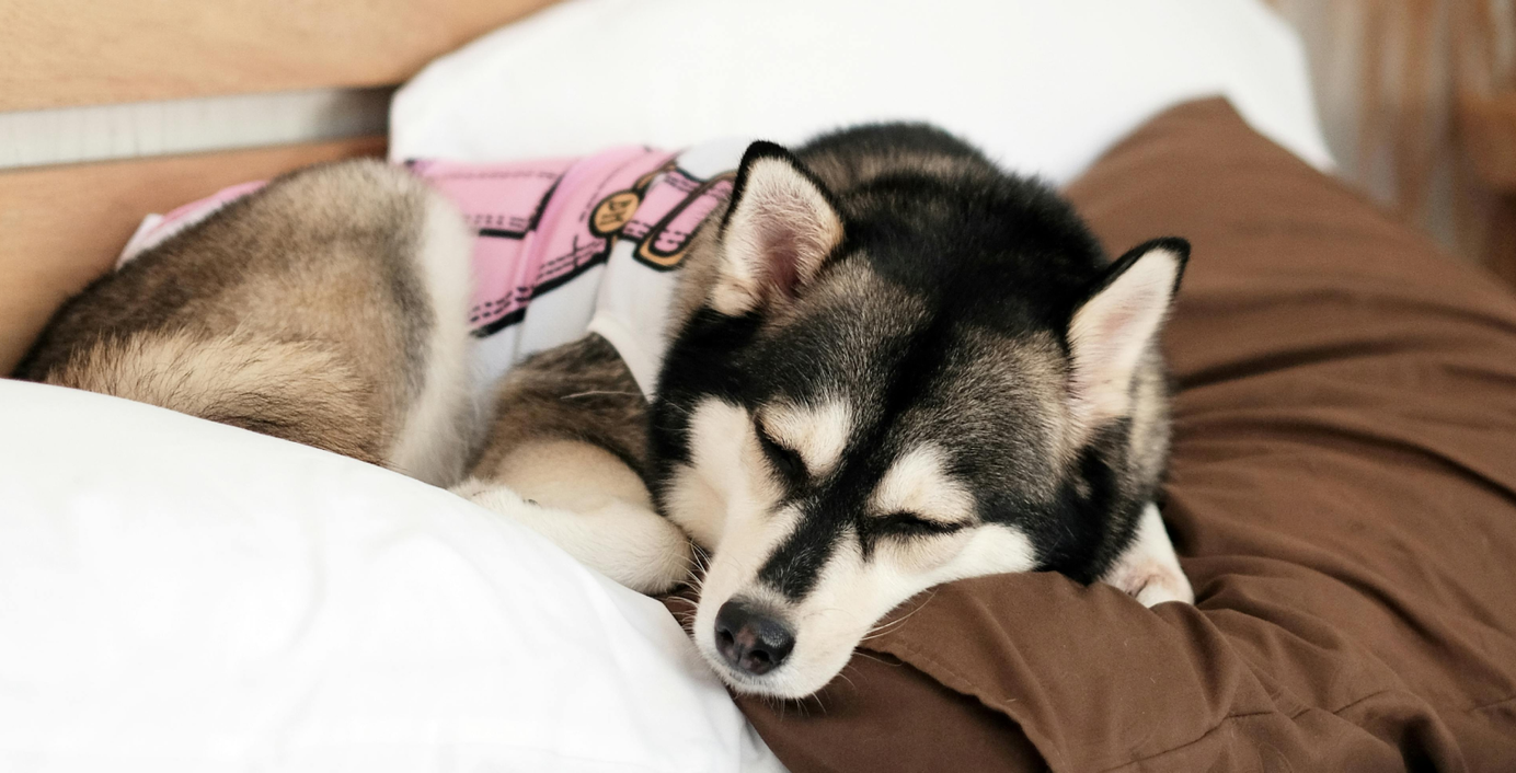 Ein Husky liegt erschöpft im Bett.