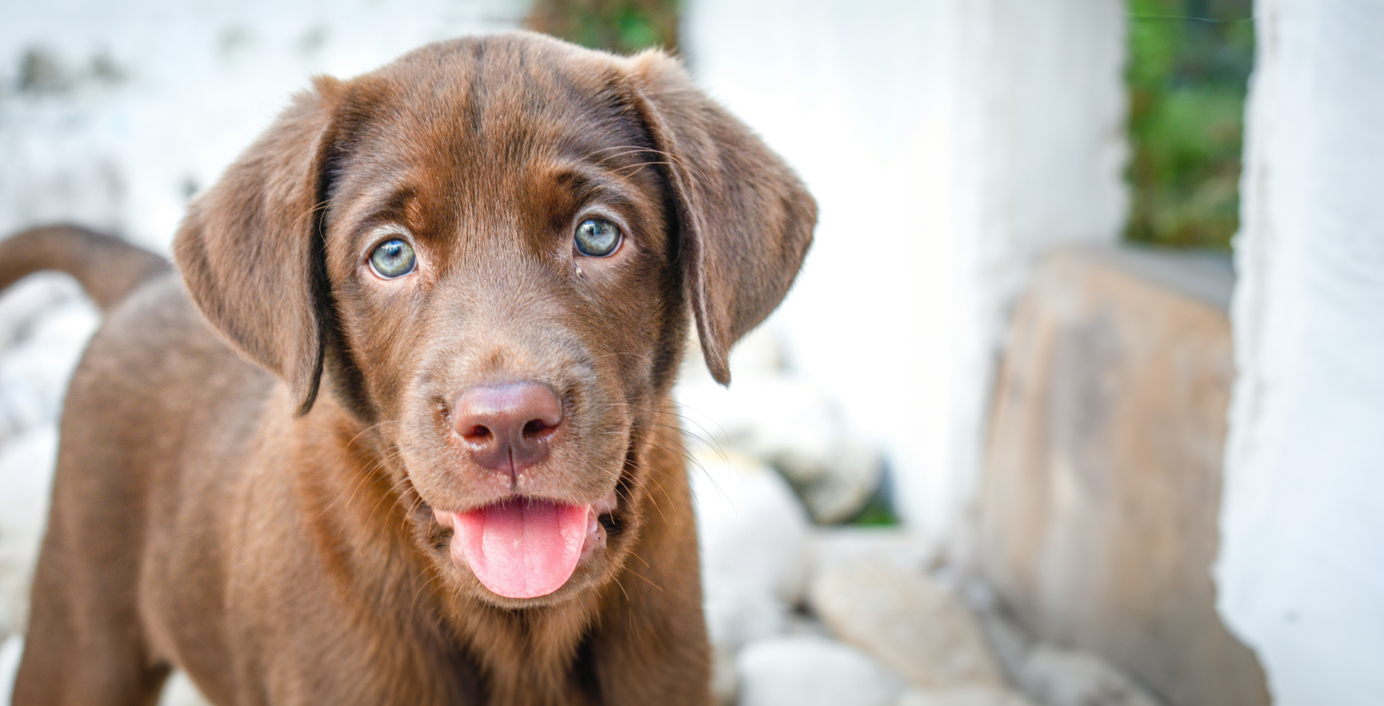 Ein Labrador-Welpe schaut in die Kamera.