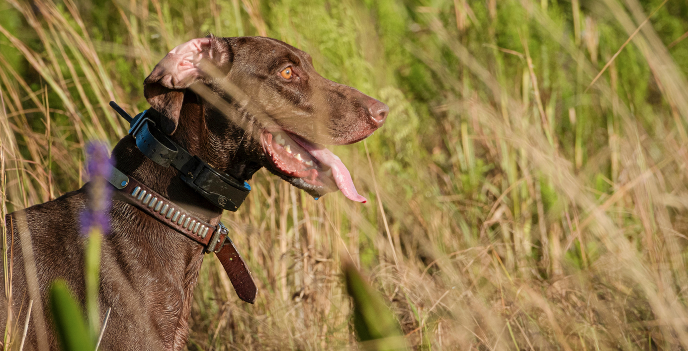 Ein Hund steht in hohem Gras.