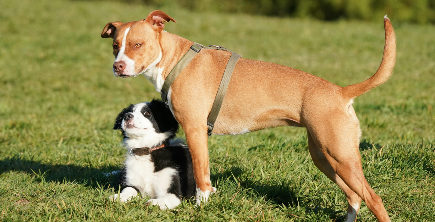 Zwei Hunde spielen auf einer Wiese.