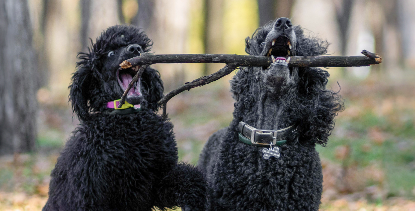 Zwei Pudel spielen mit einem Ast.