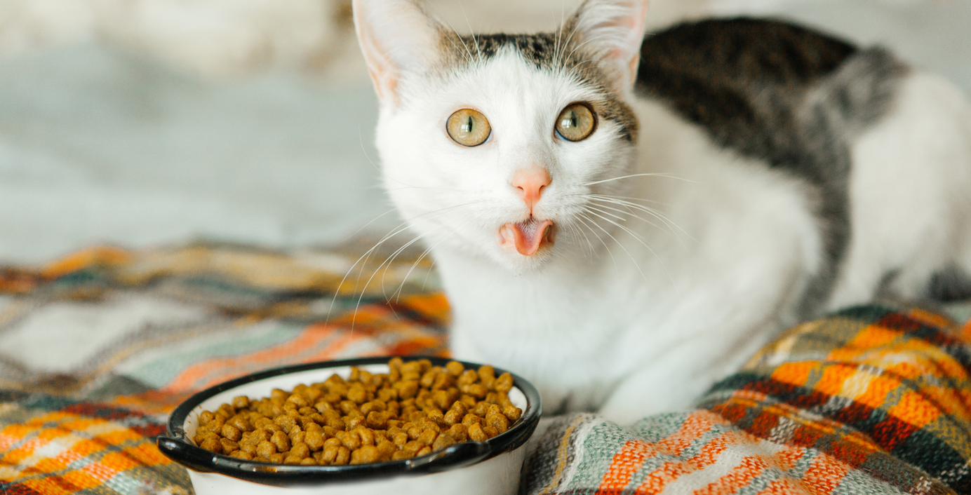 Katze weigert sich zu essen.