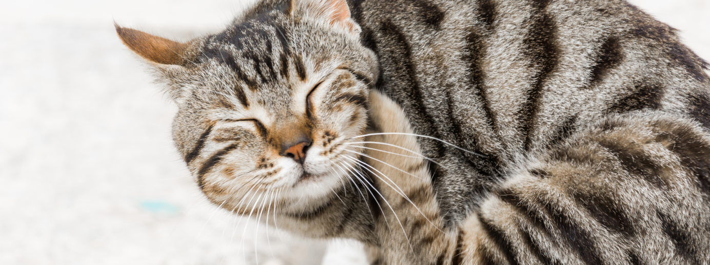 Eine Katze kratzt sich am Ohr.