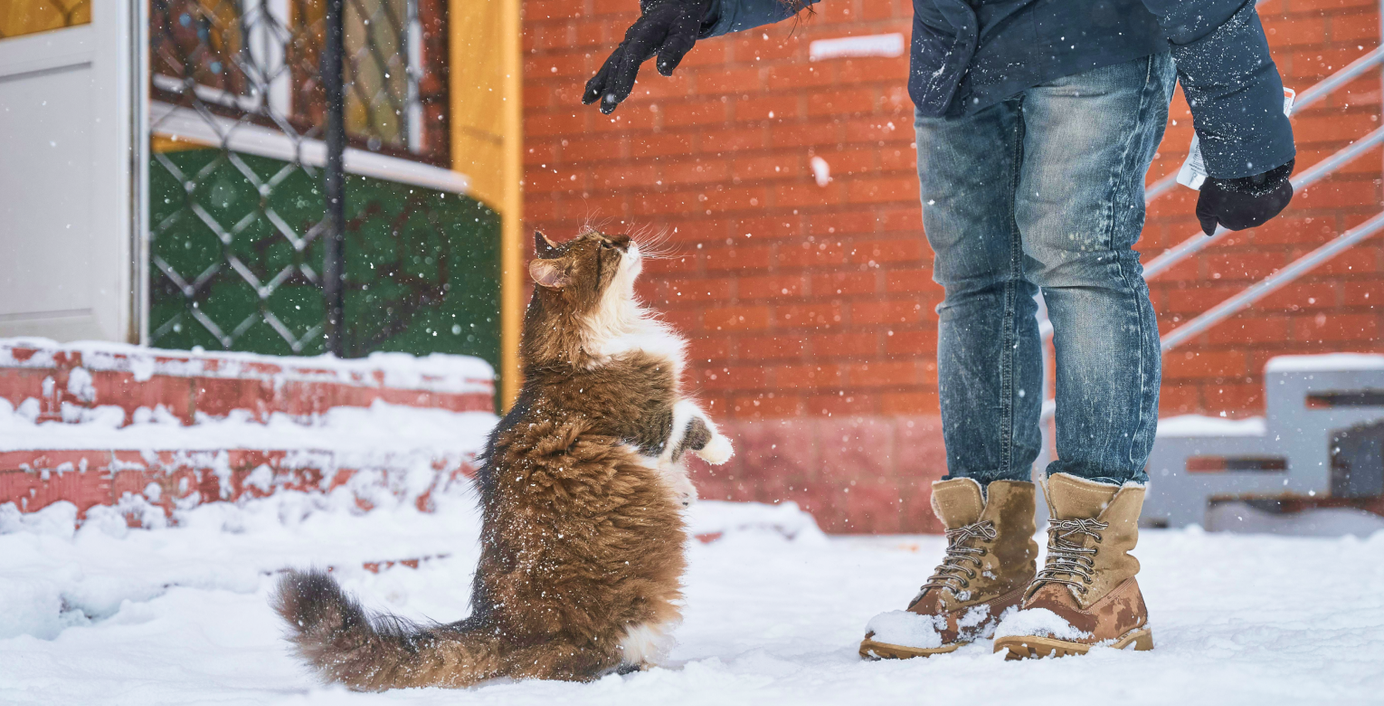 Eine Katze spielt im Schnee.