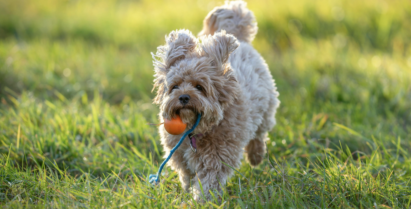 Ein Hund hat sein Spielzeug im Maul und läuft über eine Wiese