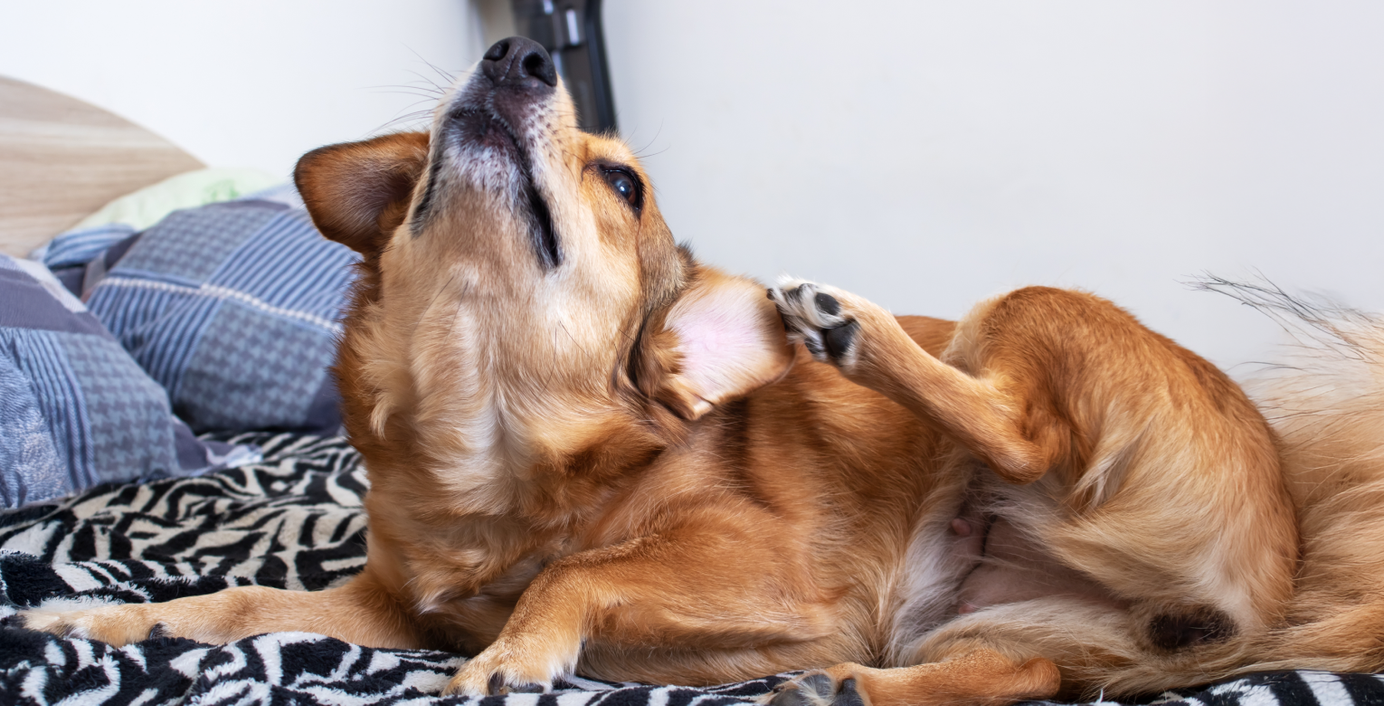 Ein Hund liegt auf dem Bett und kratzt sich am Ohr.
