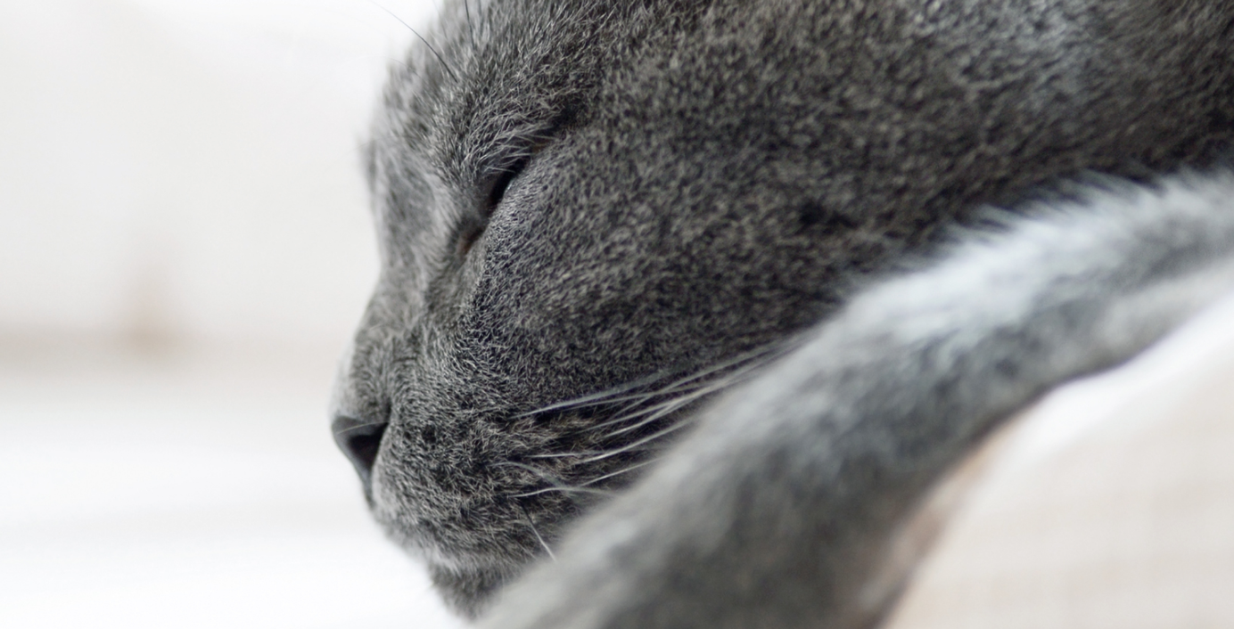 Eine Katze schläft.