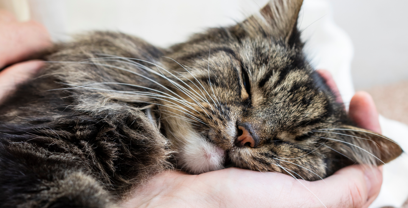 Eine Katze schläft in den Händen einer Person.