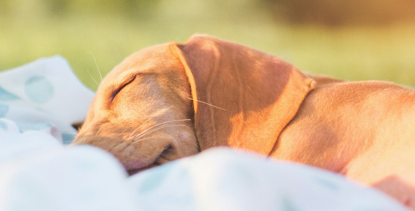 Ein schlafender Hund auf einer Decke.