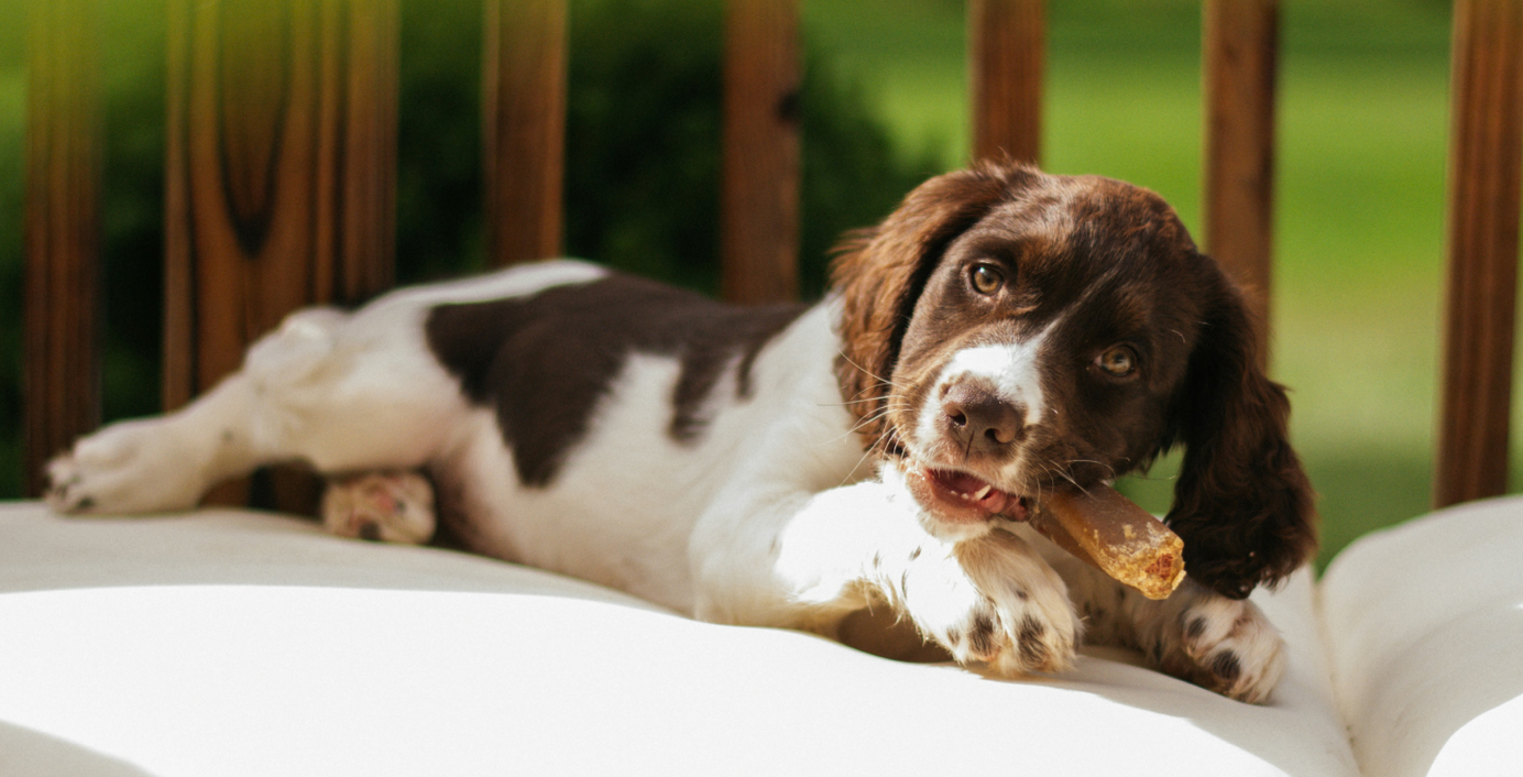 Ein Hund liegt auf einer Polsterung und beißt auf seinem Kauknochen herum.