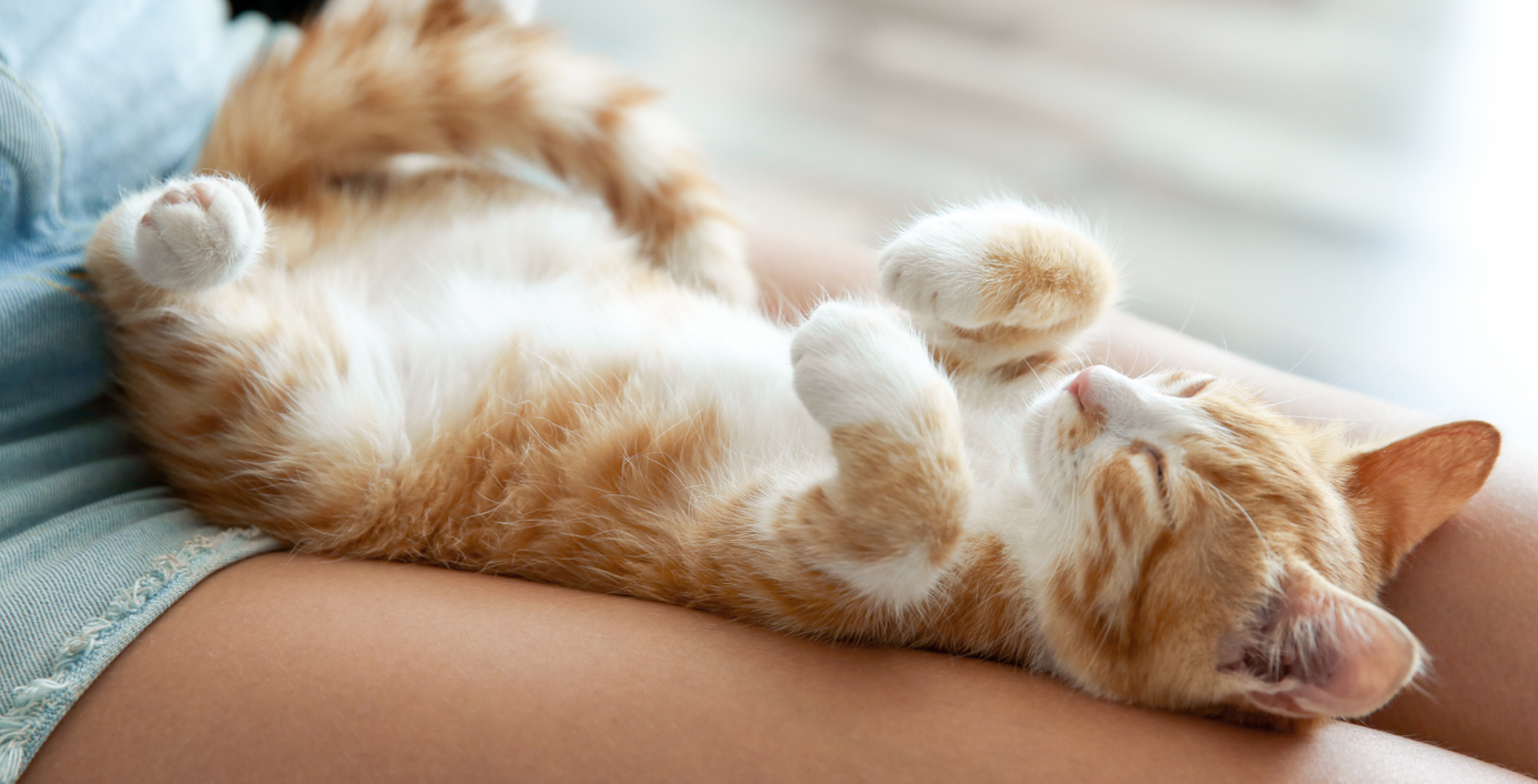 Eine Katze schläft auf dem Schoß einer Frau.