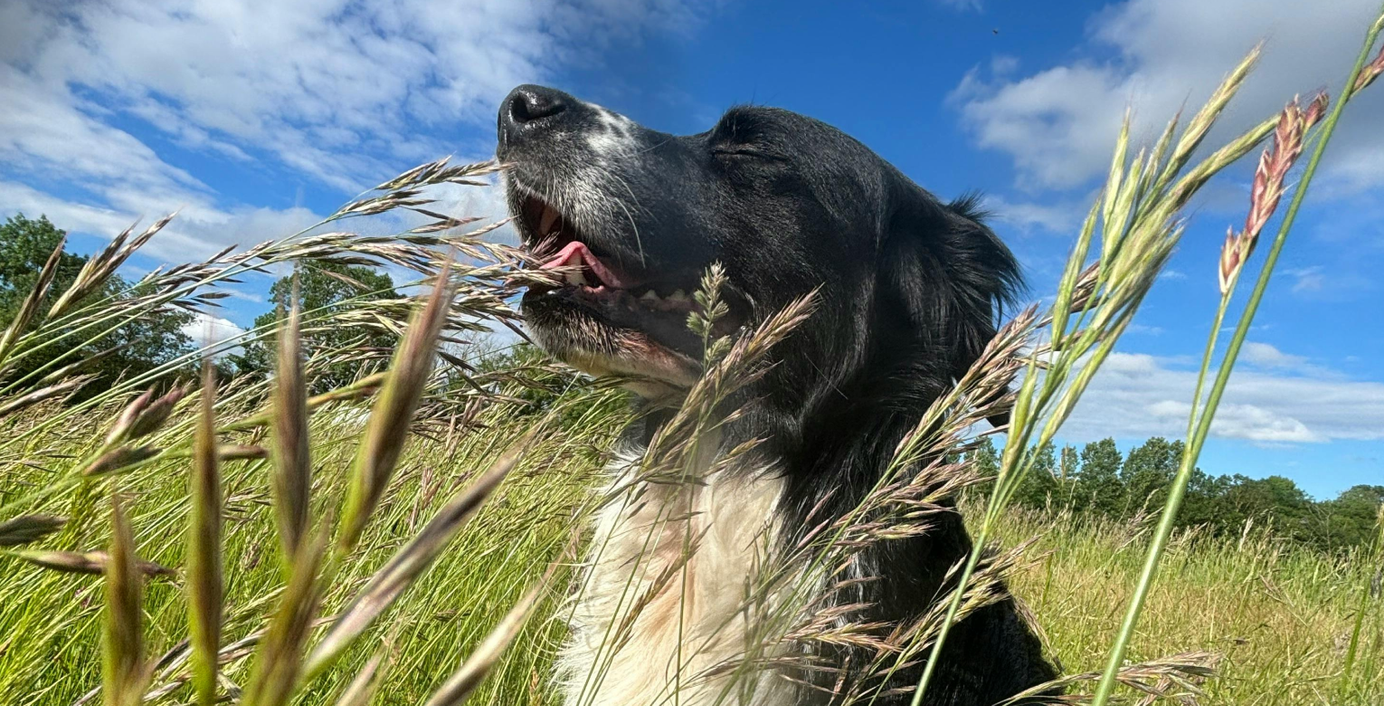Ein Hund sitzt in hohem Gras.