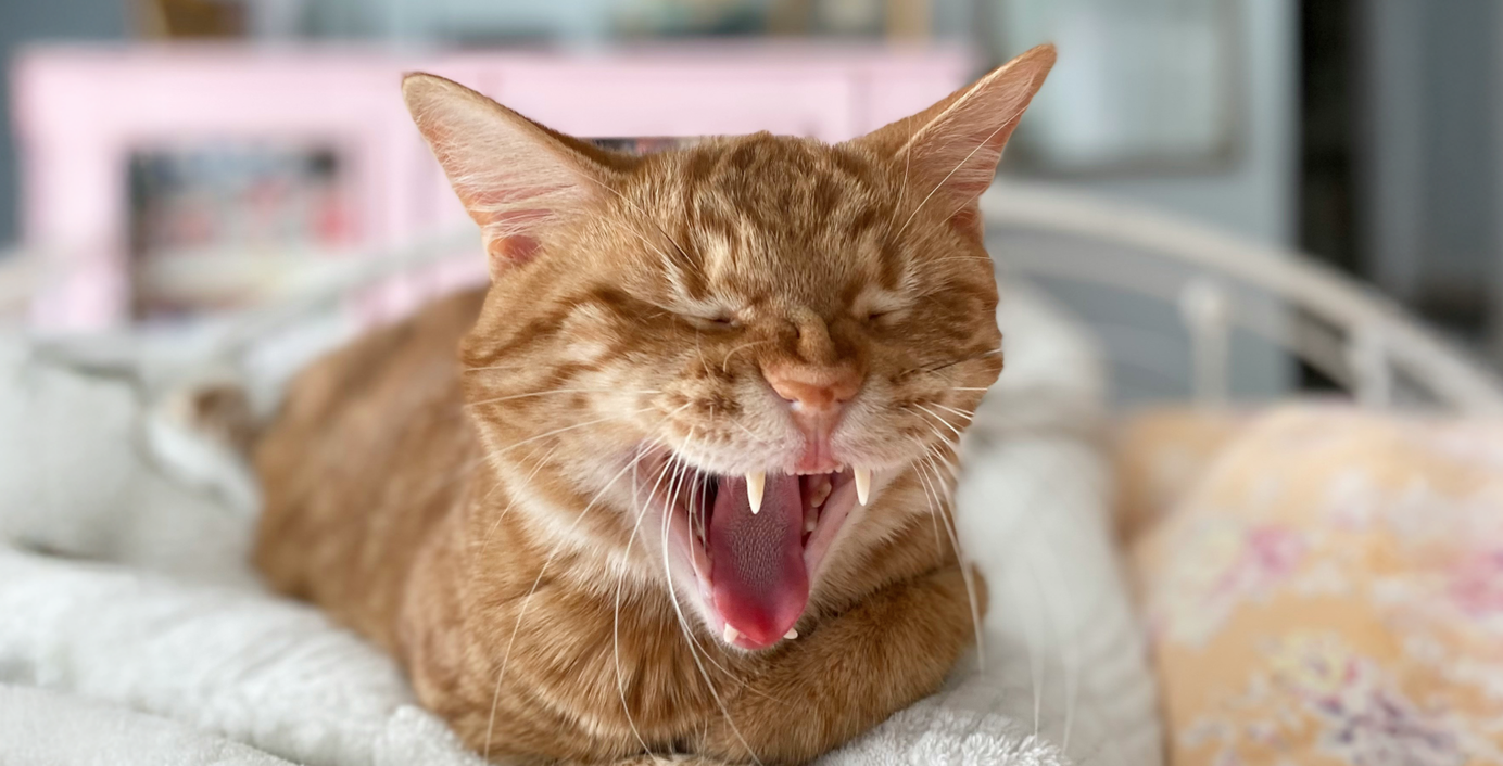 Eine Katze mit Mundgeruch gähnt.