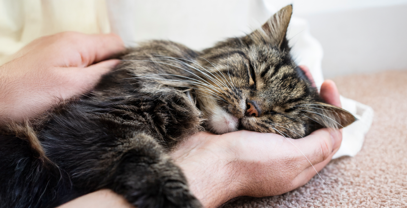 Eine Katze schläft in den Händen einer Person.