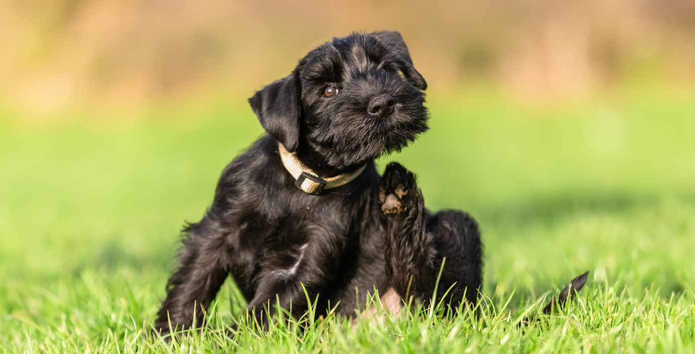 Einn Hund auf einer Wiese kratzt sich.