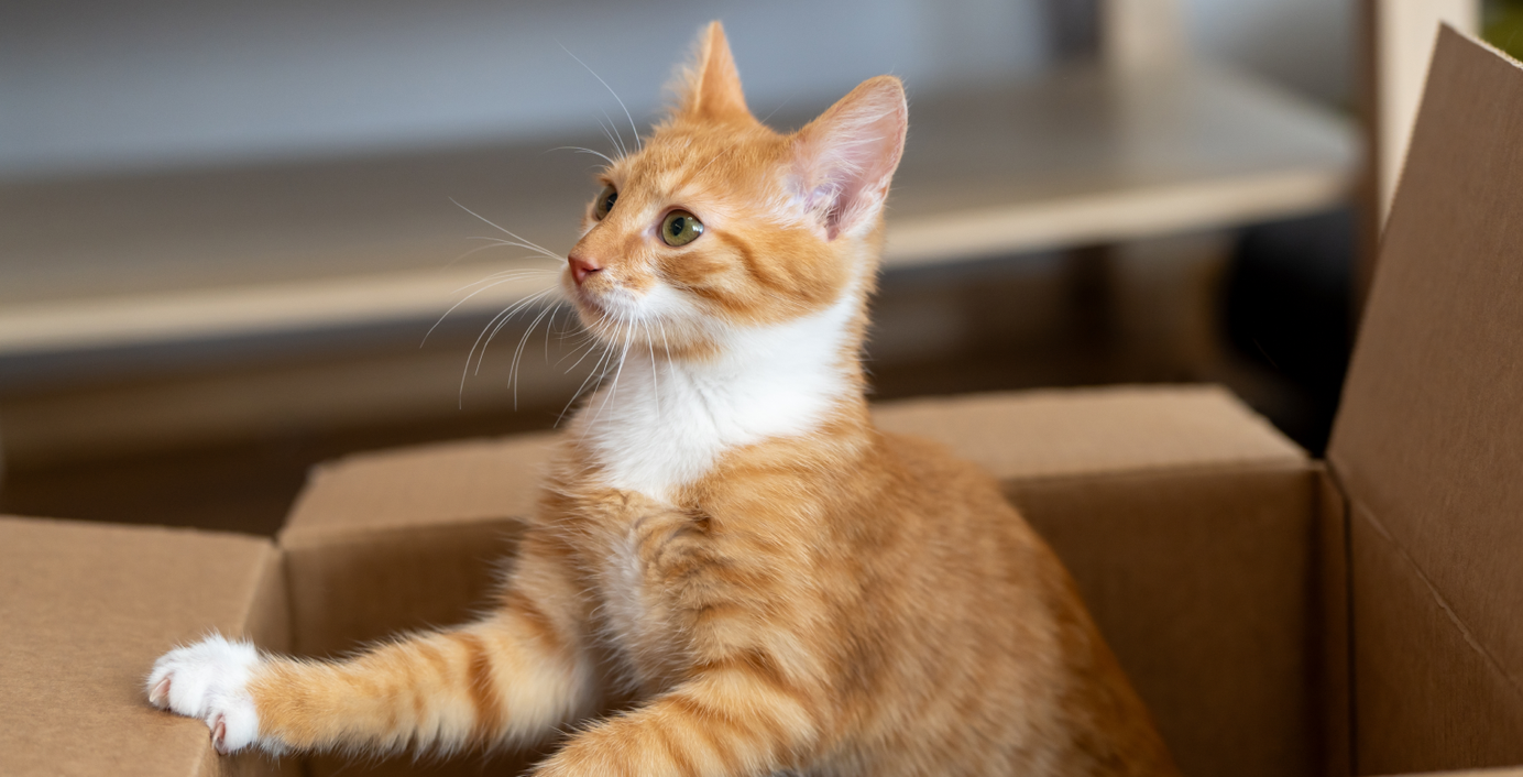 Eine orangefarbene Katze ragt aus einem Karton heraus.