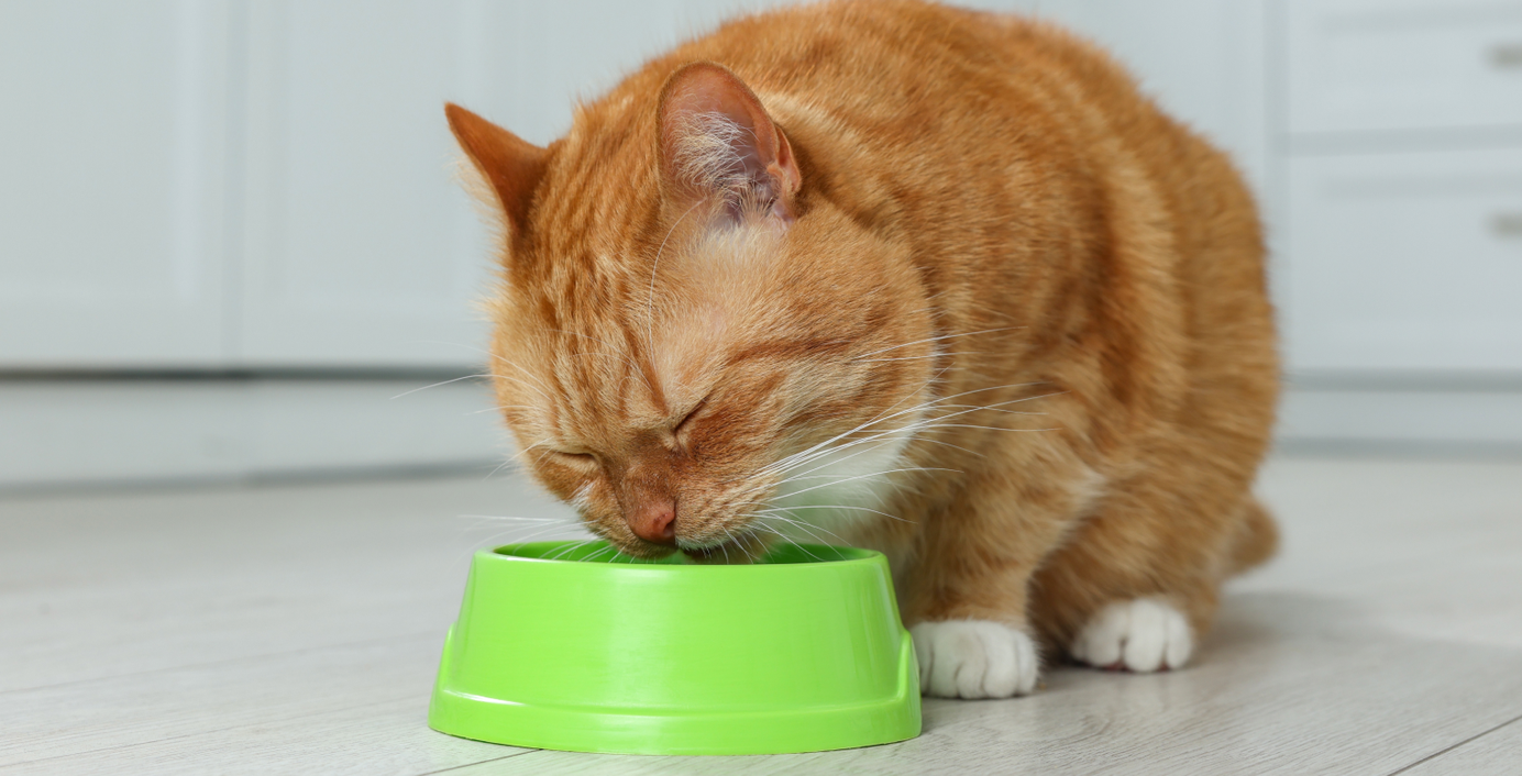Eine Katze frisst aus ihrem Napf.