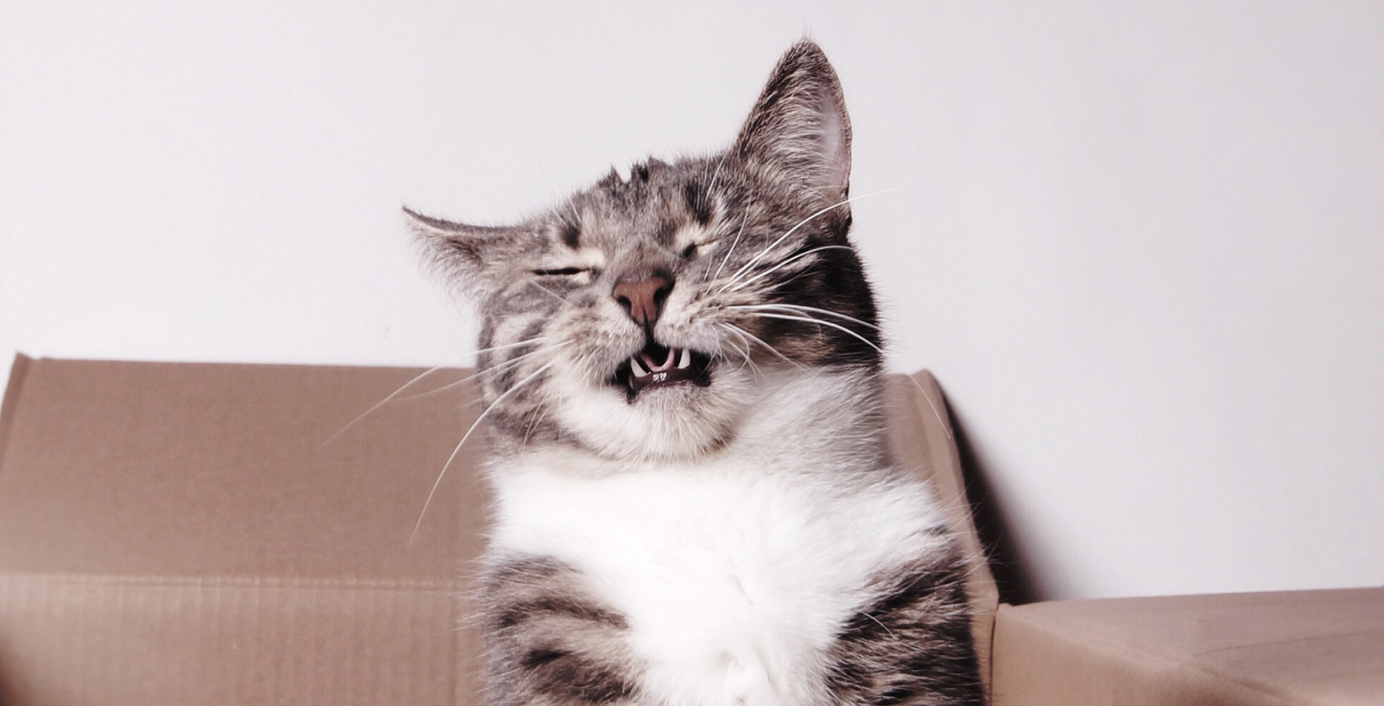 Eine Katze sitzt in einer boxt und niest.