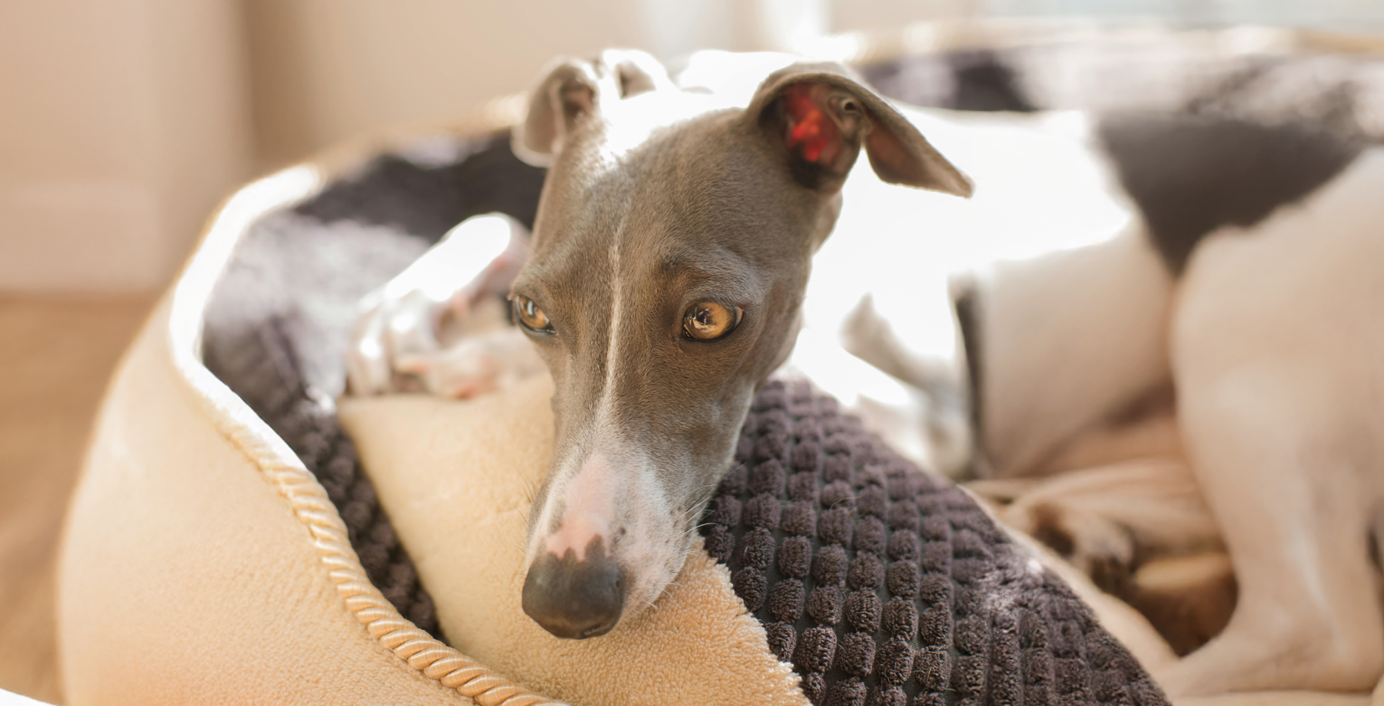 Ein Hund liegt in seinem Körbchen und guckt traurig.