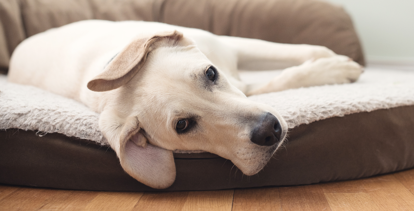 Ein Hund liegt auf dem Boden und guckt traurig.