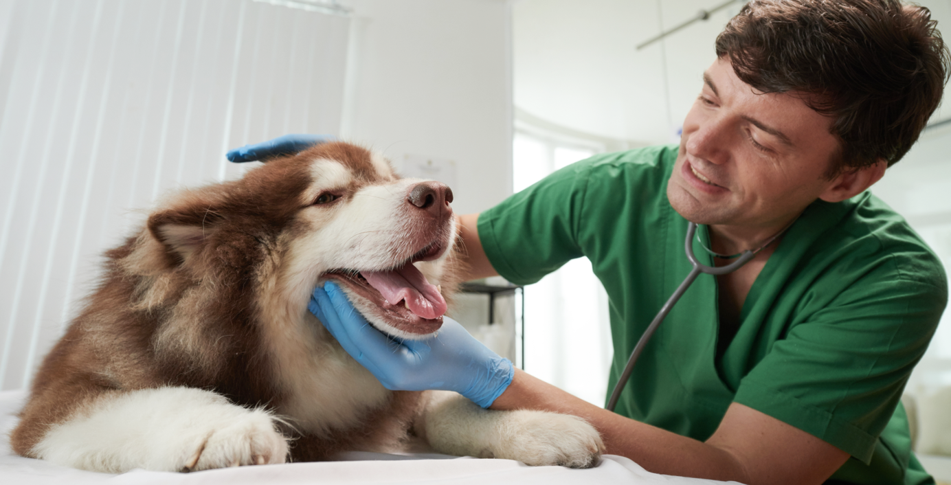 Ein Hund während der Tierarztuntersuchung.
