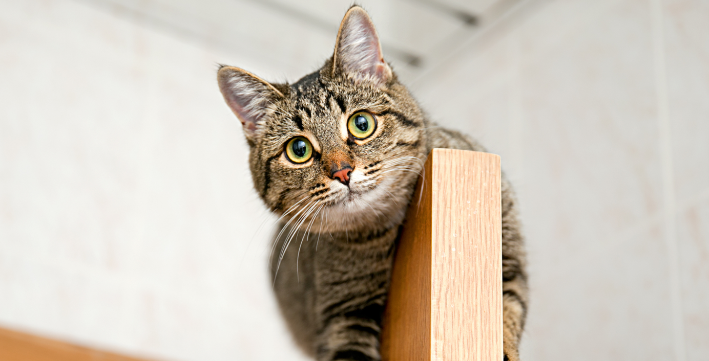 Eine Katze mit großen Augen.