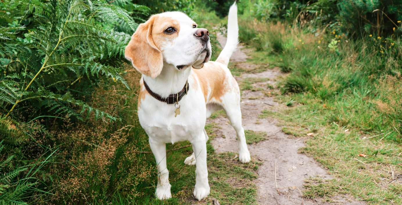 Ein Hund steht draußen in der Natur und beobachtet etwas.