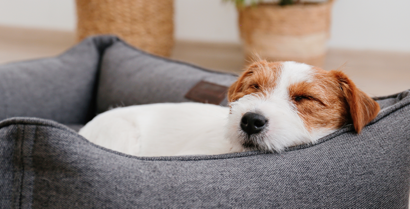 Ein Hund mit Magengeschwür liegt in einem Korb und ruht sich aus.