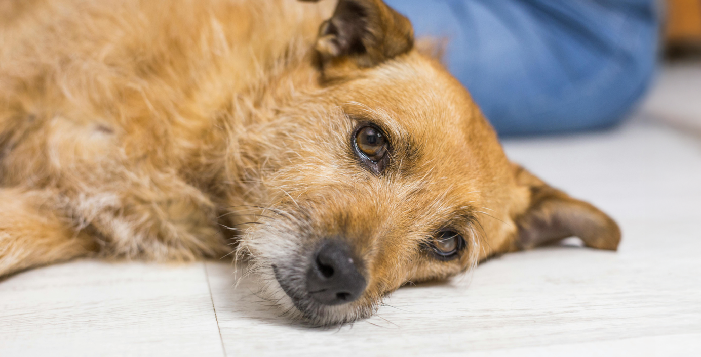 Ein trauriger Hund mit Morbus Addison liegt auf dem Boden.