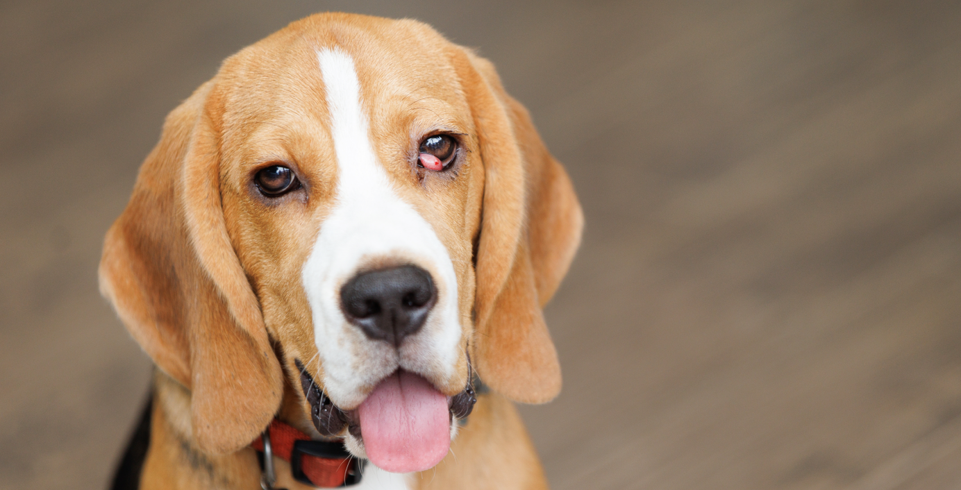 Ein Hund mit Cherry Eye