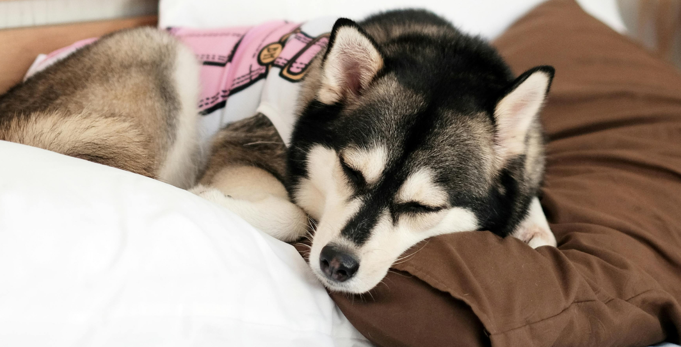 Ein müder Hund mit Cushing-Syndrom liegt auf einem Kissen.